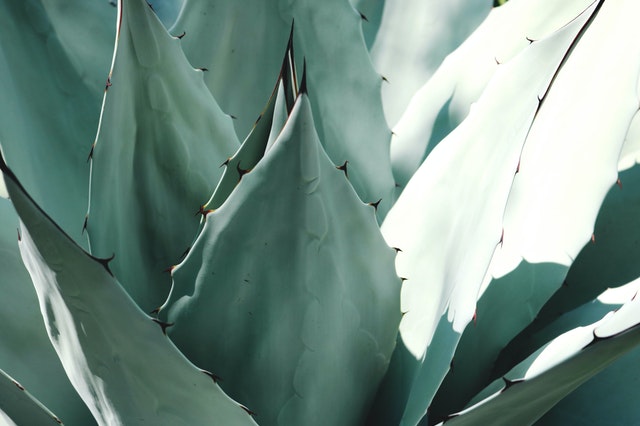 Agave plant