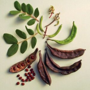 Carob