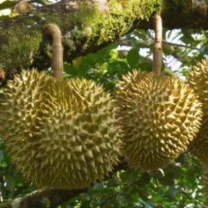 Durian