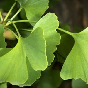 Ginko-Biloba