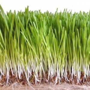 Wheatgrass