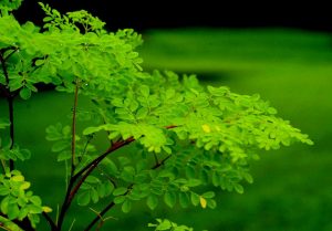 Moringa