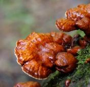 Reishi