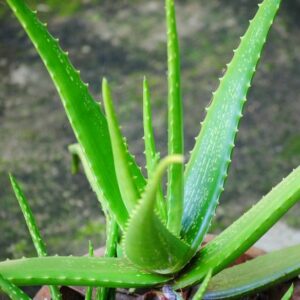 Aloe Vera Plant