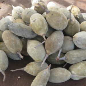 baobab fruit