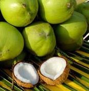 coconut 