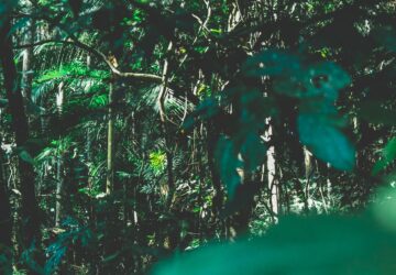 brazil forest