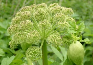 angelica-herb-for-digestion